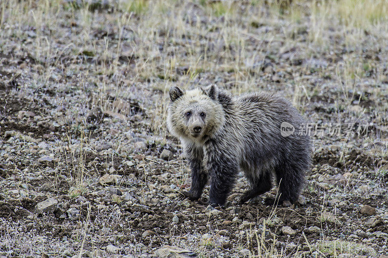 灰熊(Ursus arctos)是北美洲棕熊的任何亚种，包括在黄石国家公园发现的本土灰熊(Ursus arctos horribilis)。在地里挖蛴螬和球茎的雌虫。